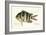 Cobra Fish, from group of color lithographs of fishes animals, 1830.-null-Framed Art Print