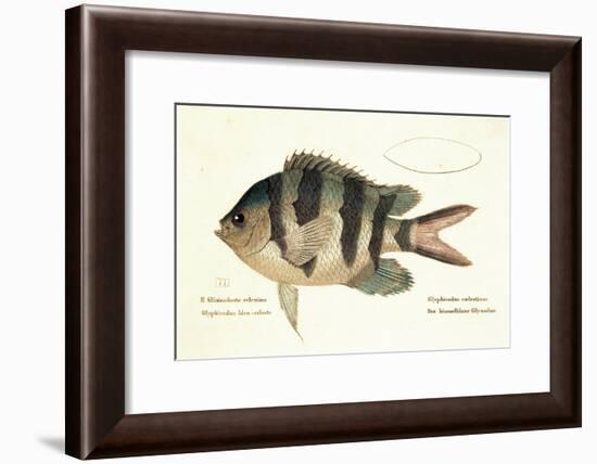 Cobra Fish, from group of color lithographs of fishes animals, 1830.-null-Framed Art Print