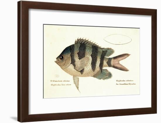 Cobra Fish, from group of color lithographs of fishes animals, 1830.-null-Framed Art Print