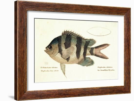 Cobra Fish, from group of color lithographs of fishes animals, 1830.-null-Framed Art Print