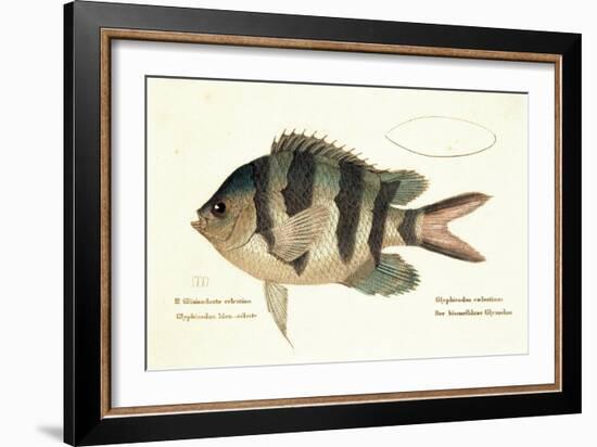 Cobra Fish, from group of color lithographs of fishes animals, 1830.-null-Framed Art Print