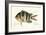 Cobra Fish, from group of color lithographs of fishes animals, 1830.-null-Framed Art Print