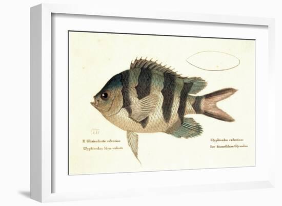 Cobra Fish, from group of color lithographs of fishes animals, 1830.-null-Framed Art Print