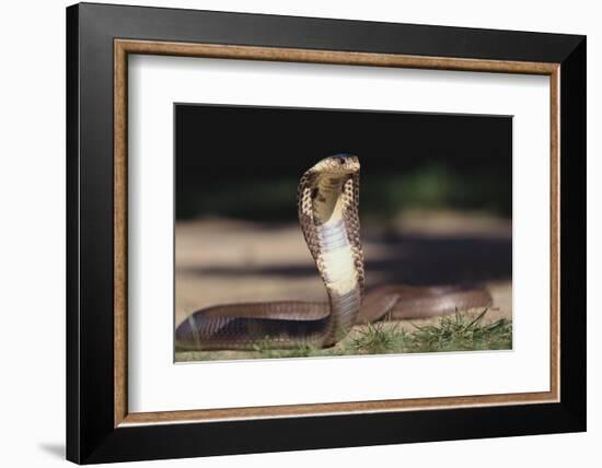 Cobra-DLILLC-Framed Photographic Print