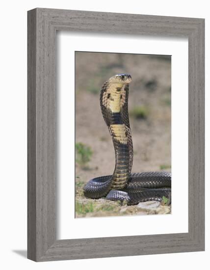 Cobra-DLILLC-Framed Photographic Print