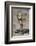 Cobra-DLILLC-Framed Photographic Print