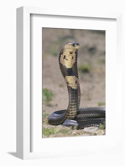 Cobra-DLILLC-Framed Photographic Print