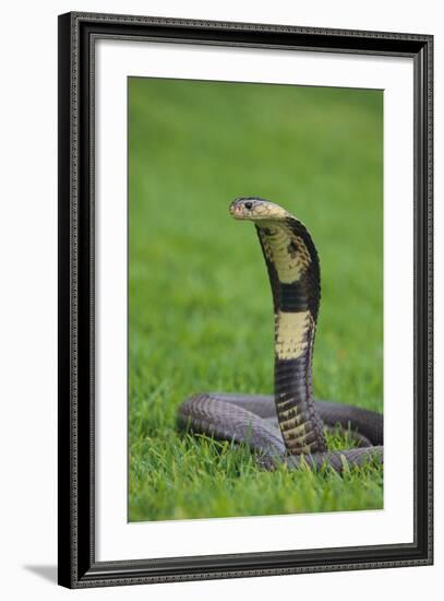 Cobra-DLILLC-Framed Photographic Print