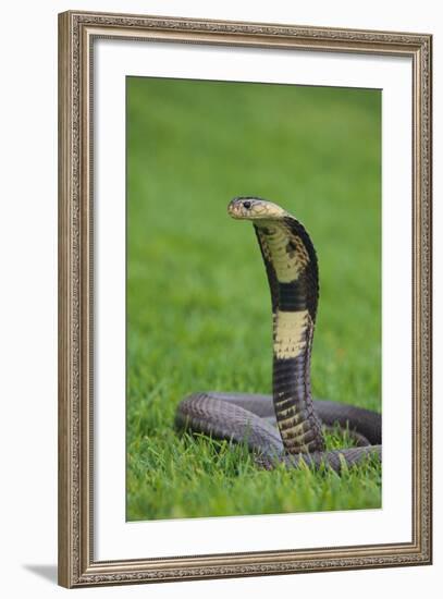 Cobra-DLILLC-Framed Photographic Print