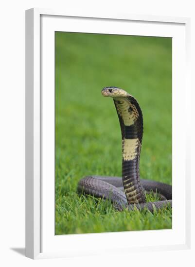 Cobra-DLILLC-Framed Photographic Print