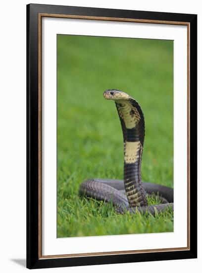 Cobra-DLILLC-Framed Photographic Print