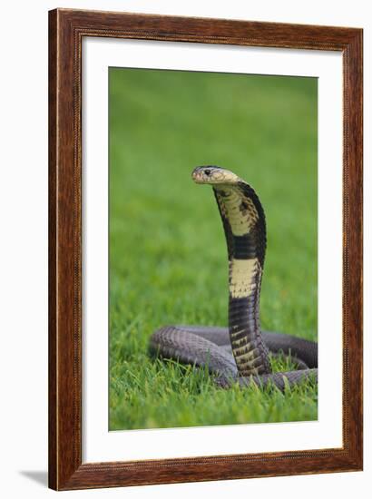 Cobra-DLILLC-Framed Photographic Print