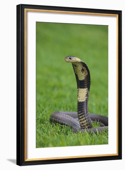 Cobra-DLILLC-Framed Photographic Print