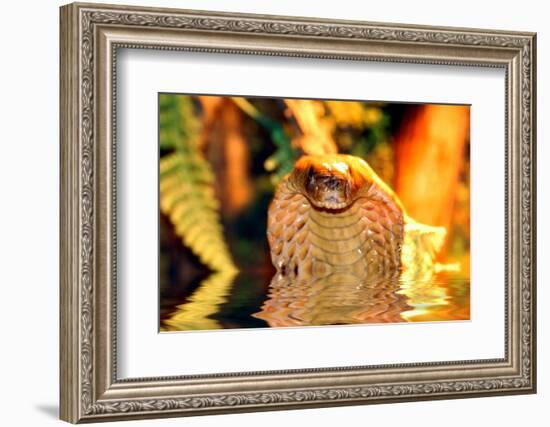 Cobra-yuran-78-Framed Photographic Print