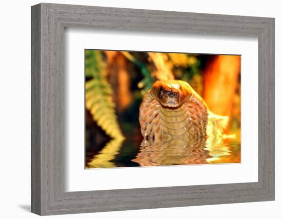 Cobra-yuran-78-Framed Photographic Print