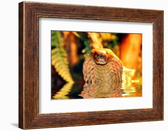 Cobra-yuran-78-Framed Photographic Print