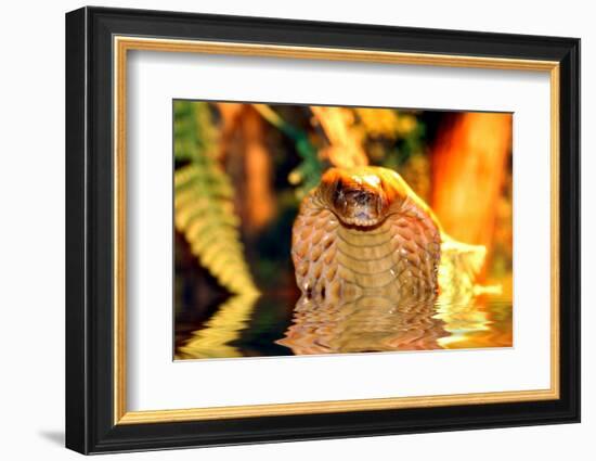 Cobra-yuran-78-Framed Photographic Print