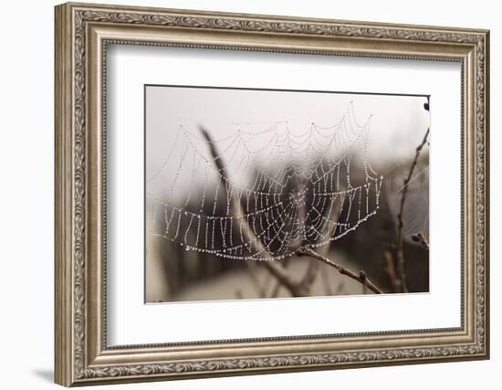 Cobweb, Dewdrops-Roland T.-Framed Photographic Print