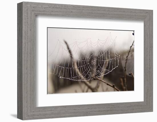 Cobweb, Dewdrops-Roland T.-Framed Photographic Print