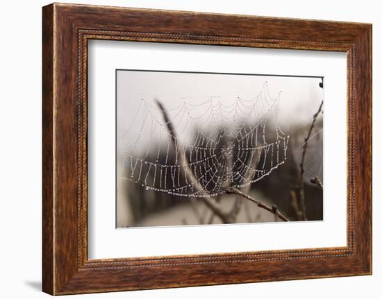 Cobweb, Dewdrops-Roland T.-Framed Photographic Print