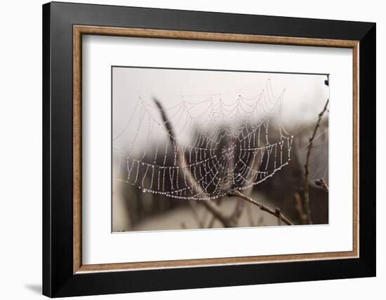 Cobweb, Dewdrops-Roland T.-Framed Photographic Print