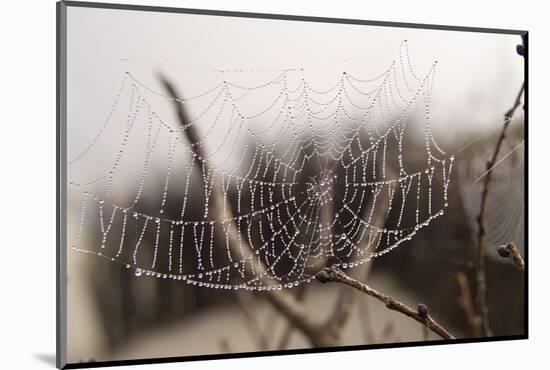 Cobweb, Dewdrops-Roland T.-Mounted Photographic Print