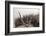 Cobweb, Dewdrops-Roland T.-Framed Photographic Print