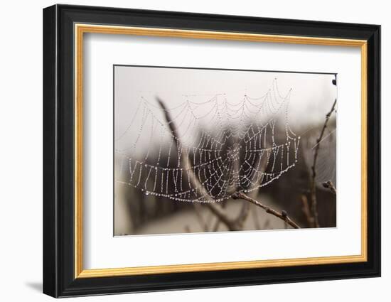 Cobweb, Dewdrops-Roland T.-Framed Photographic Print