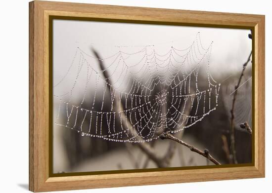 Cobweb, Dewdrops-Roland T.-Framed Premier Image Canvas