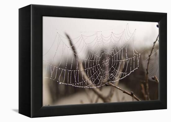 Cobweb, Dewdrops-Roland T.-Framed Premier Image Canvas