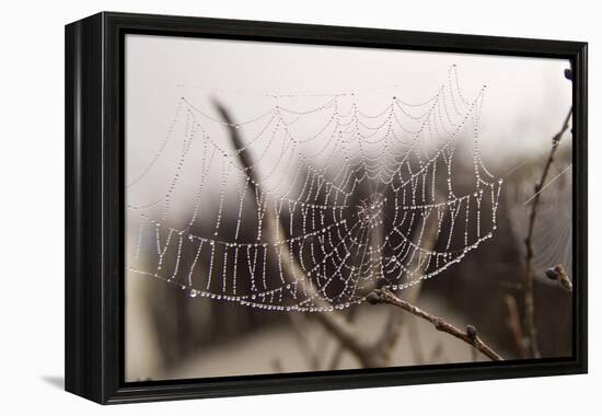 Cobweb, Dewdrops-Roland T.-Framed Premier Image Canvas