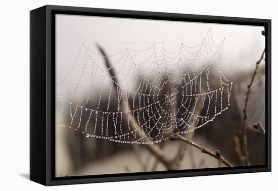 Cobweb, Dewdrops-Roland T.-Framed Premier Image Canvas