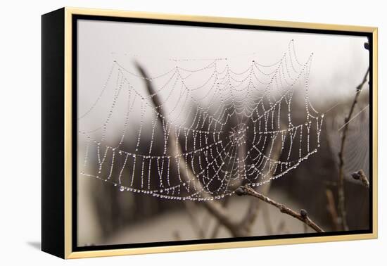 Cobweb, Dewdrops-Roland T.-Framed Premier Image Canvas