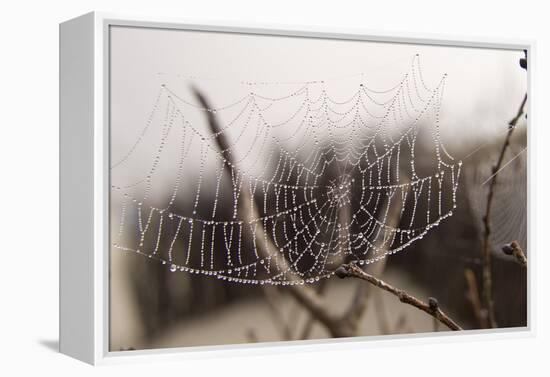 Cobweb, Dewdrops-Roland T.-Framed Premier Image Canvas