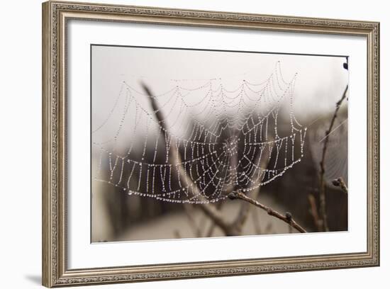 Cobweb, Dewdrops-Roland T.-Framed Photographic Print