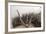 Cobweb, Dewdrops-Roland T.-Framed Photographic Print