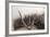 Cobweb, Dewdrops-Roland T.-Framed Photographic Print