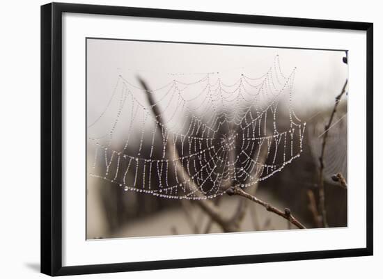 Cobweb, Dewdrops-Roland T.-Framed Photographic Print