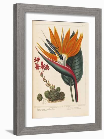 Cobweb Houseleek and Canna Leaved Strelitzia, 1806-Sydenham Teast Edwards-Framed Giclee Print