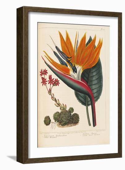 Cobweb Houseleek and Canna Leaved Strelitzia, 1806-Sydenham Teast Edwards-Framed Giclee Print