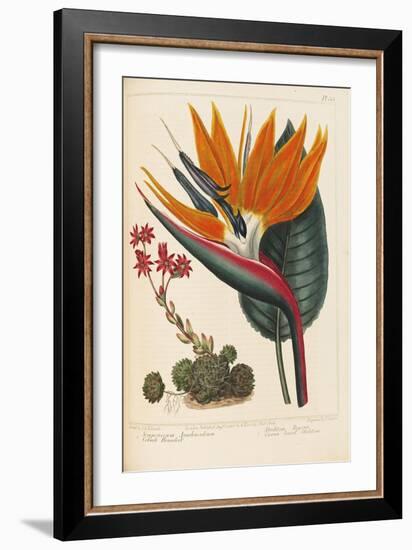 Cobweb Houseleek and Canna Leaved Strelitzia, 1806-Sydenham Teast Edwards-Framed Giclee Print