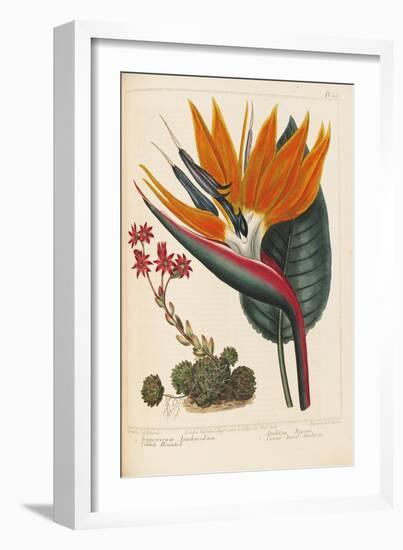 Cobweb Houseleek and Canna Leaved Strelitzia, 1806-Sydenham Teast Edwards-Framed Giclee Print