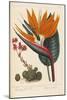 Cobweb Houseleek and Canna Leaved Strelitzia, 1806-Sydenham Teast Edwards-Mounted Giclee Print