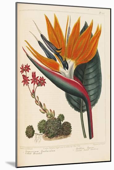 Cobweb Houseleek and Canna Leaved Strelitzia, 1806-Sydenham Teast Edwards-Mounted Giclee Print