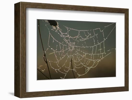 Cobweb with Dewdrops-Uwe Steffens-Framed Photographic Print