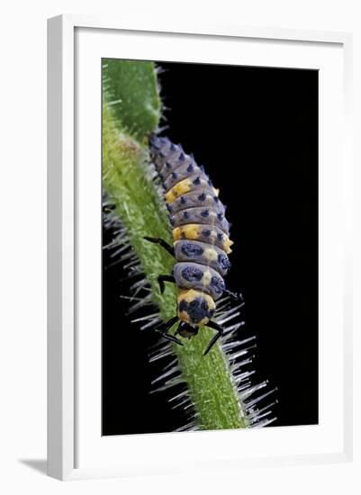 Coccinella Septempunctata (Sevenspotted Lady Beetle) - Larva-Paul Starosta-Framed Photographic Print