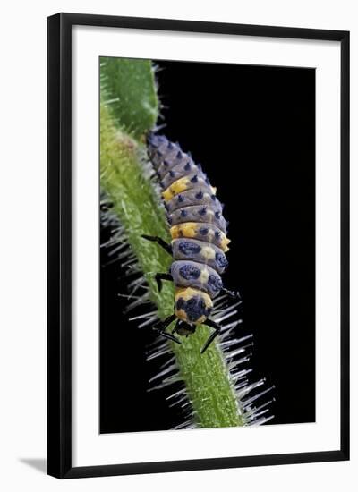 Coccinella Septempunctata (Sevenspotted Lady Beetle) - Larva-Paul Starosta-Framed Photographic Print