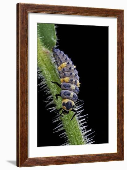 Coccinella Septempunctata (Sevenspotted Lady Beetle) - Larva-Paul Starosta-Framed Photographic Print