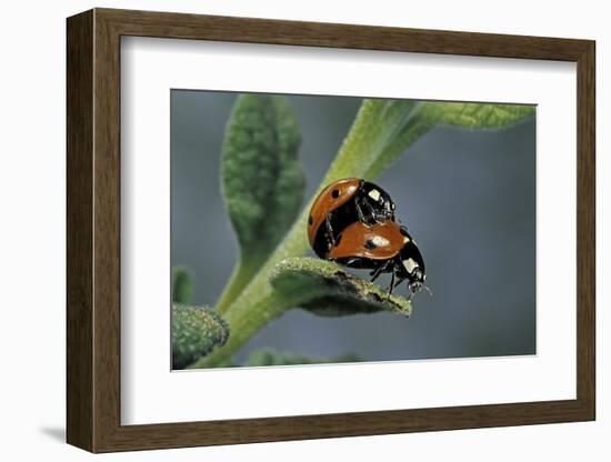 Coccinella Septempunctata (Sevenspotted Lady Beetle) - Mating-Paul Starosta-Framed Photographic Print