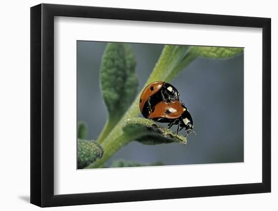 Coccinella Septempunctata (Sevenspotted Lady Beetle) - Mating-Paul Starosta-Framed Photographic Print